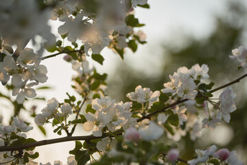 Spring blossoms beautiful white flowers in bloom