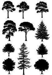 Silhouette Grove
