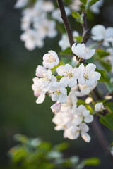 Blossoming white flowers for spring celebrations