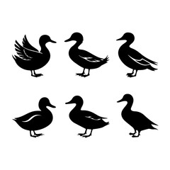 Obraz premium Set of six stylized black and white duck illustrations, each in a side profile with varied feather patterns. The minimalist vector style emphasizes form and texture for design or educational use.