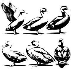 Set of six stylized black and white duck illustrations, each in a side profile with varied feather patterns. The minimalist vector style emphasizes form and texture for design or educational use.
