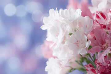 Obraz premium Soft pink and white flowers with dreamy bokeh background