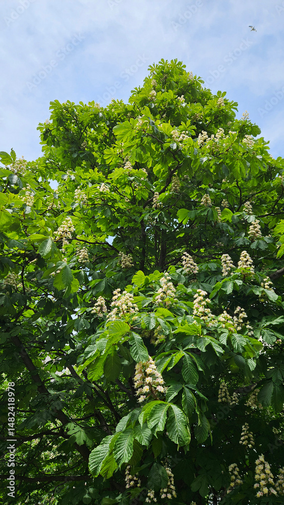 Canvas Prints spring flowering chestnut tree on blue sky background