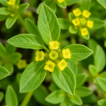 Perennial Wall-Rocket (Diplotaxis tenuifolia). Leaf Closeup