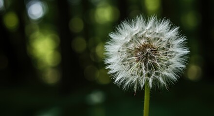 Fototapeta premium Close-up of a dandelion seed head against a blurred green forest background