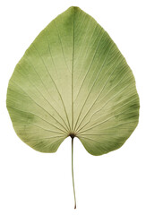 PNG  Real Pressed a minimal aesthetic green lotus leaf flower plant xanthosoma.