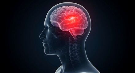 Obraz premium Human Brain Anatomy with Red Highlight Showing Potential Pain or Injury Area