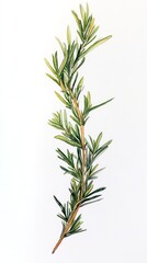 Watercolor Illustration of Fresh Rosemary Sprig on White Background