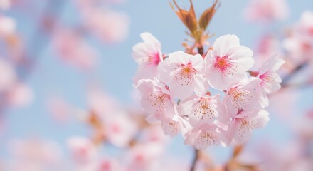 Naklejka premium Delicate cherry blossoms in full bloom against a clear blue sky, evoking spring