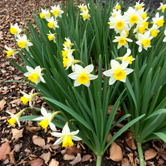 Obraz premium Densely planted Narcissus or Daffodil or Daffadowndilly or Jonquil perennial herbaceous bulbiferous geophytes flowering plants growing in local home garden surrounded with fallen leaves and small dry
