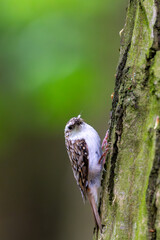 Obraz premium Short-toed treecreeper (Certhia brachydactyla) with captured insects in its beak, climbing tree bark as it brings food to its nest to feed its hungry chicks