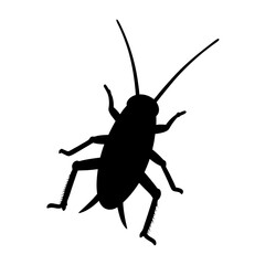 Silhouette of a cockroach on a white background, creepy and crawly