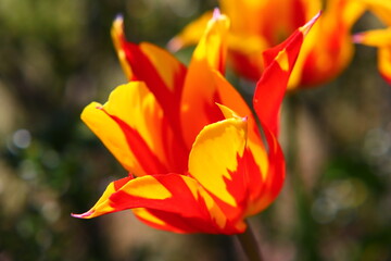 Close-up of a vivid bicolor tulip with red and yellow flame patterns in spring
