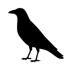 A silhouette of a black crow standing tall on a white background