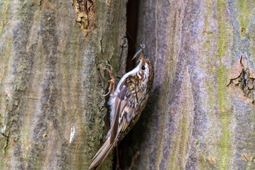 Short-toed treecreeper (Certhia brachydactyla) with captured insects in its beak, climbing tree bark as it brings food to its nest to feed its hungry chicks