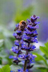 Close-up of a bumblebee (Bombus pascuorum) collecting nectar from a blue bugle flower (Ajuga reptans) with a soft background and shallow depth of field.