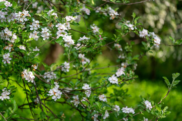 Close-up of blooming apple blossoms (Malus domestica) in soft spring light. The delicate white petals and buds capture the essence of orchard beauty and seasonal renewal