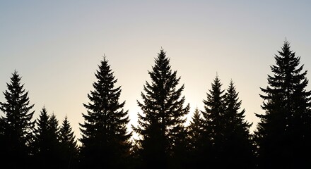 Silhouetted Dawn