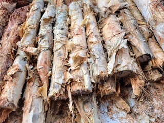 tree bark texture