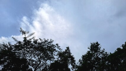 Framed sky with white clouds and tree silhouettes, nature stock image for editorial, wellness, outdoor, and seasonal content