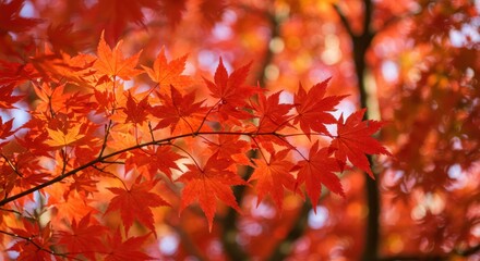 Vibrant red maple leaves against a blurred autumn background, showcasing nature's beauty