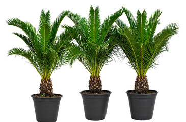 Obraz premium Three potted palm plants isolated on a transparent background