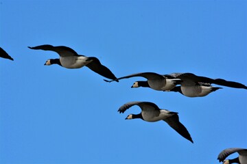 canadian geese in flight