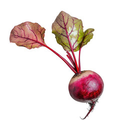 A single beetroot with leaves isolated on transparent background