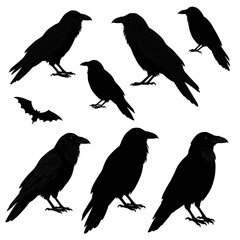 Fototapeta premium Raven's Shadow Play