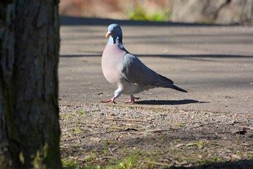 black headed gull