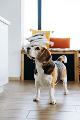 Beagle dog standing on modern wooden floor looking up in a bright room