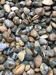 sea shells background