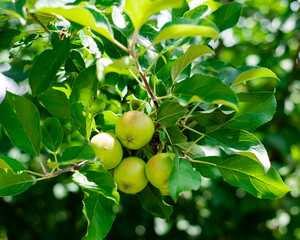 Close-up cluster of young apple fruits on tree branches at front yard garden in Coppell, Texas, edible landscaping urban fruit orchard in Dallas Fort Worth metroplex, abundant of homegrown crops