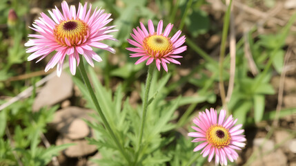Obraz premium Large pheasant's eye (Adonis flammea) is a species of plant belonging to the family Ranunculaceae. It grows spontaneously in nature in spring and summer.