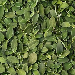 Obraz premium Salvia texture background, salvia divinorum pattern, sage leaves banner, aromatic herbs and greens mockup