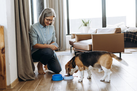 Senior woman feeding beagle dog at home