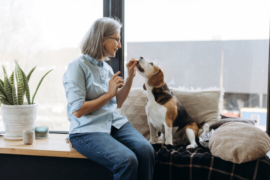 Senior woman feeding her beagle by the window
