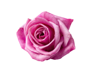 Elegant pink rose flower for celebration decor and gifts, cut out transparent