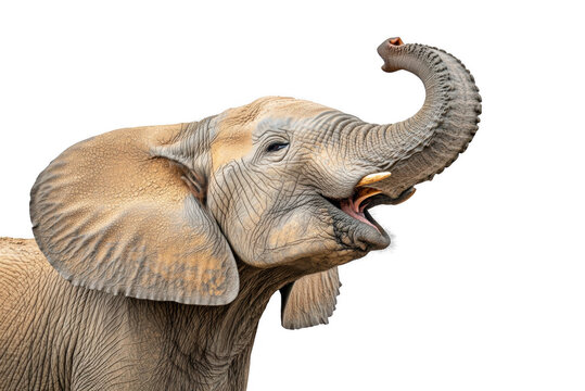 Elephant Trunk Up