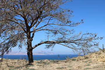 View from the island of kos in greece through tree