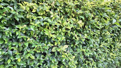 Explore the vibrant green Acalypha Siamensis hedge detail (no people) in a close-up, revealing a lush natural decorative backdrop and a potential living screen