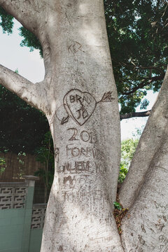 graffiti on tree, typical love symbol and initials