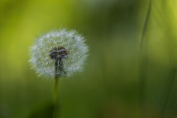 Fototapeta premium Blooming dandelion on a green background