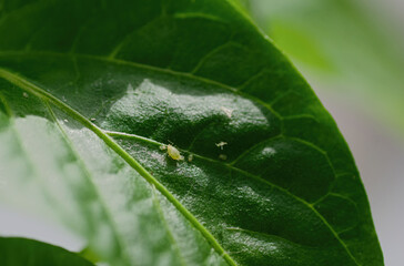 Macro photo of aphid on green seedling leaf