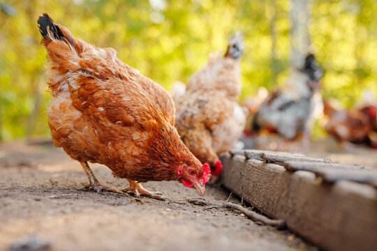 Close-up of brown hen pecking feed near wooden trough on rural farm. Natural free-range poultry scene at golden hour.