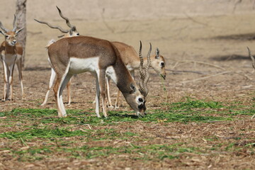 deer eating grass in the field