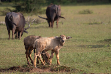 Water buffalo calves in Kumana national park staying close to the herd for protection.