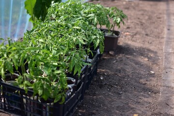 seedlings in a greenhouse