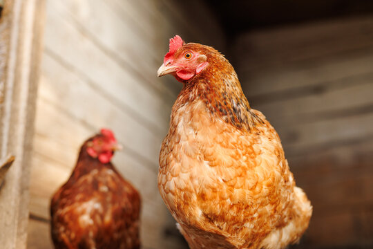 Close-up of a light brown chicken inside a wooden barn coop, standing tall in soft light with another hen in the blurred background.