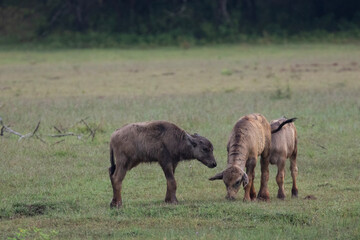 Three water buffalo calves stay close together while grazing in Kumana National Park in Sri Lanka.